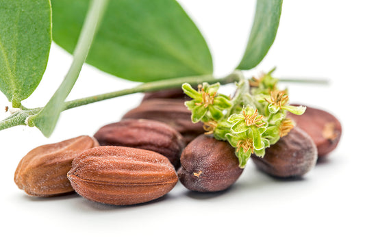 Jojoba nut featuring a few leaves from the plant. Used to make oil for healthy hair and skin. 