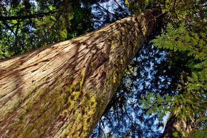 tall cedarwood trees used for sleep
