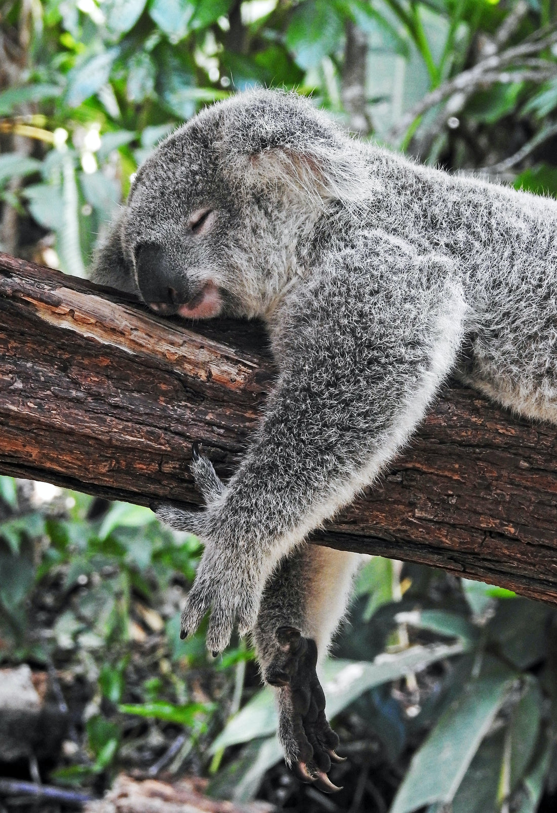 David Clode koala sleeping tree relaxed
